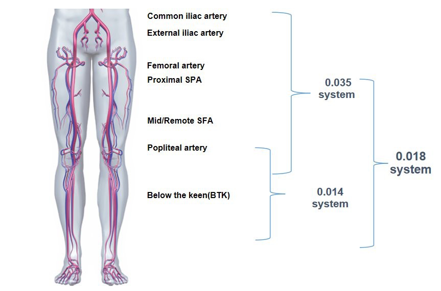 PTA Balloon Catheters